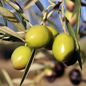 Olivo variedad Manzanilla