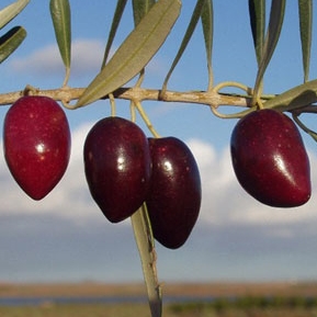 Olivo variedad Picual