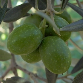 Olivo variedad Hojiblanca
