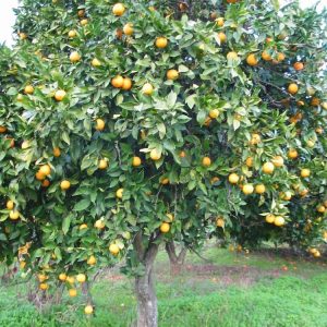 Naranjo amargo (Citrus aurantium)