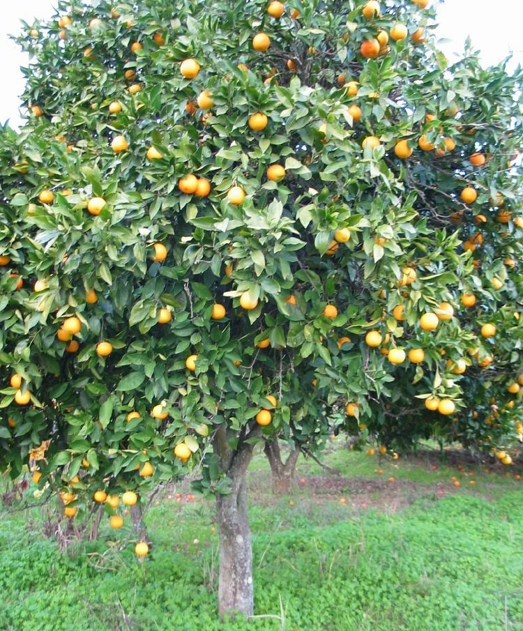 Naranjo amargo (Citrus aurantium)