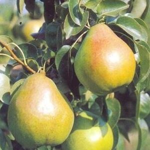 Peral variedad Decana del Comicio