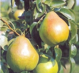 Peral variedad Decana del Comicio