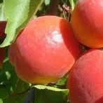Plantones de albaricoquero