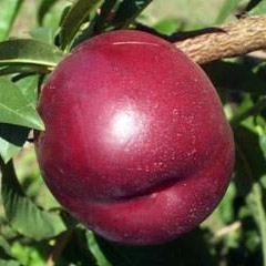 Plantones de nectarina, paraguayo y platerina