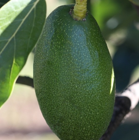 Aguacate variedad Bacon