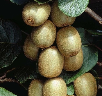 Kiwi macho Tomuri