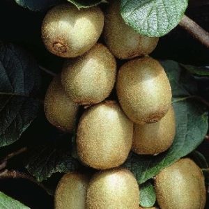 Kiwi macho Tomuri