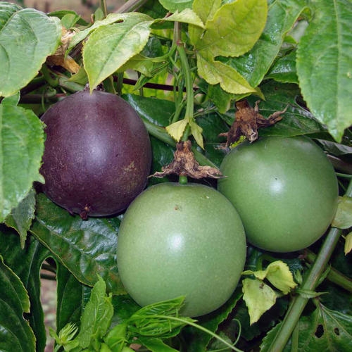 Aguacate variedad Haas