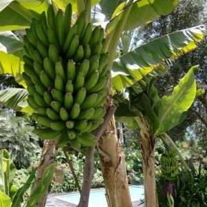 Platanera