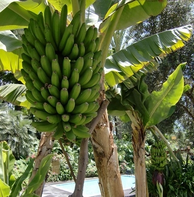 Platanera