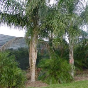 palmera Syagrus romanzoffiana