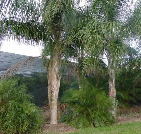 palmera Syagrus romanzoffiana
