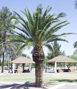 Phoenix canariensis