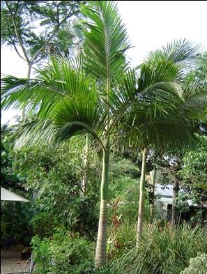 Archontophoenix alexandrae