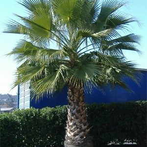 Washingtonia filifera