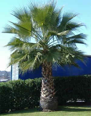 Washingtonia filifera