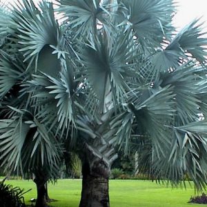 Bismarckia nobilis
