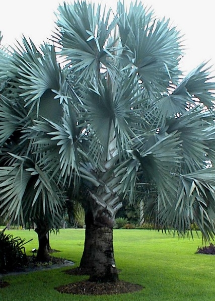 Bismarckia nobilis