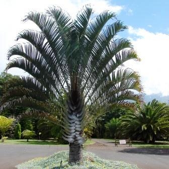 Dypsis decaryi