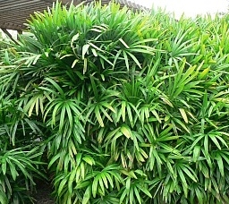 Raphis excelsa