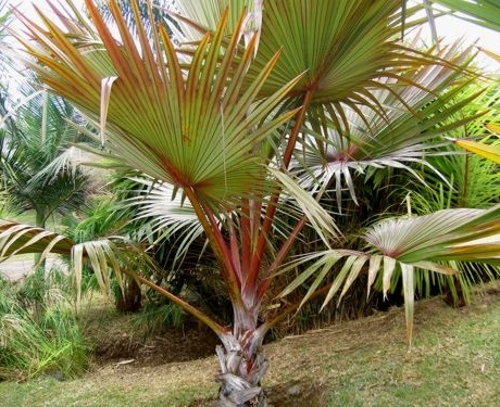 Latania lontaroides