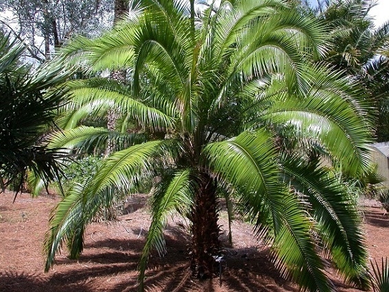 Phoenix roebelenii