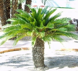 Cycas revoluta
