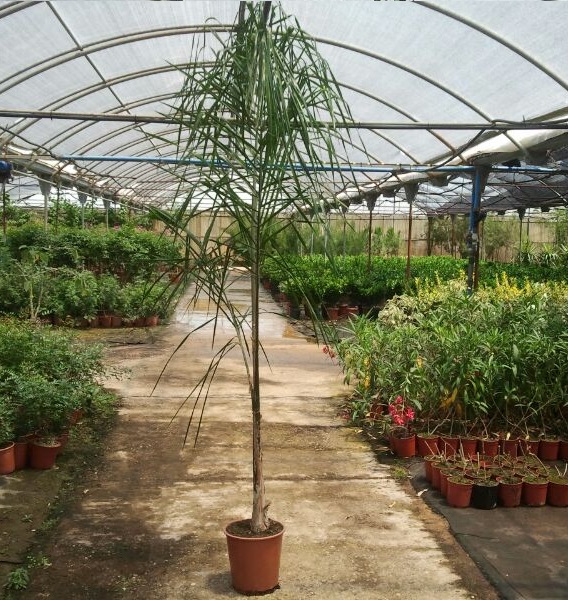 palmera Syagrus romanzoffiana