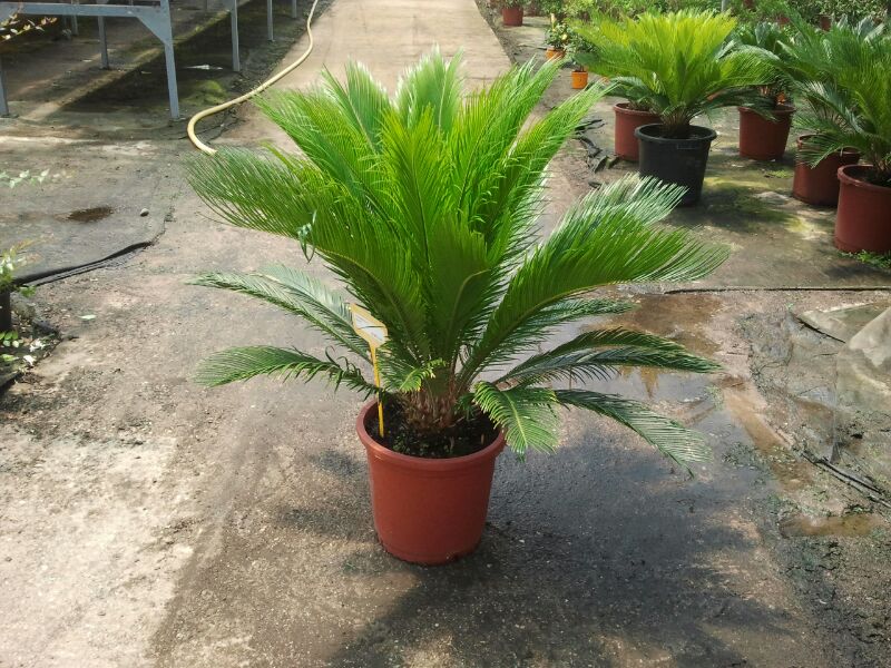 Palmera Cycas revoluta vivero 2