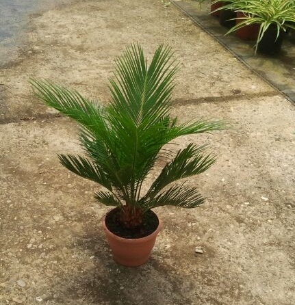 Palmera Cycas revoluta vivero