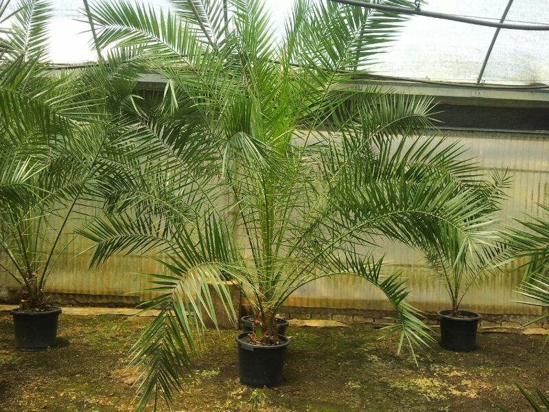 Phoenix canariensis vivero2