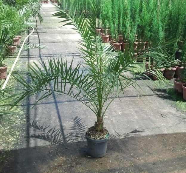 Phoenix canariensis vivero