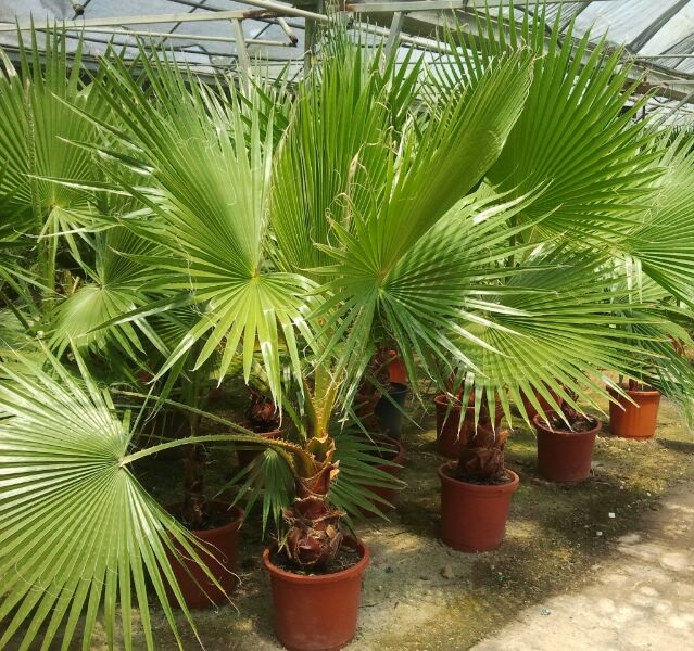 palmera washingtonia filifera