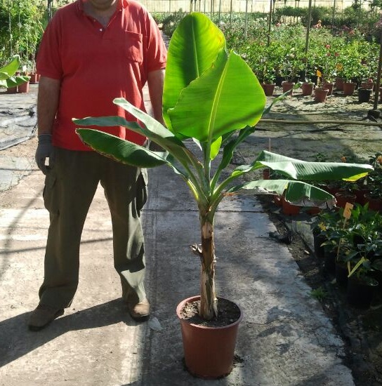 comprar platanera canaria