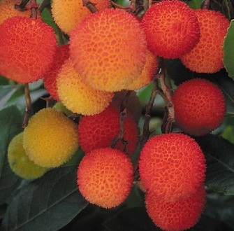 Madroño