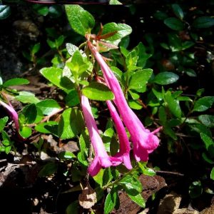 Abelia floribunda