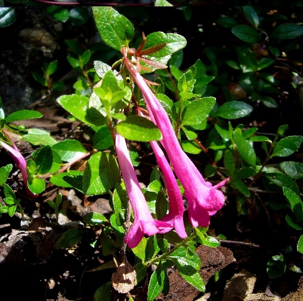 Abelia floribunda