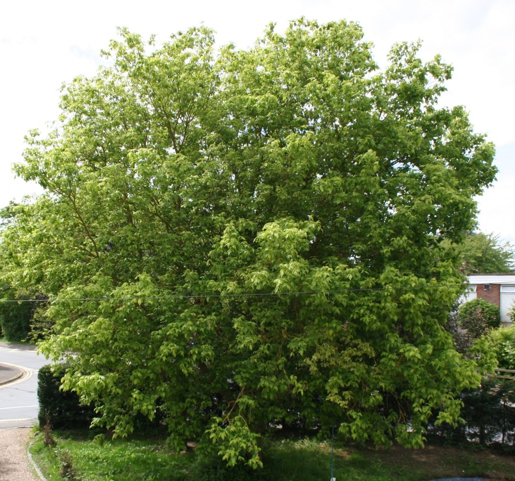 Acer negundo