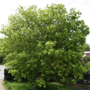 Acer negundo