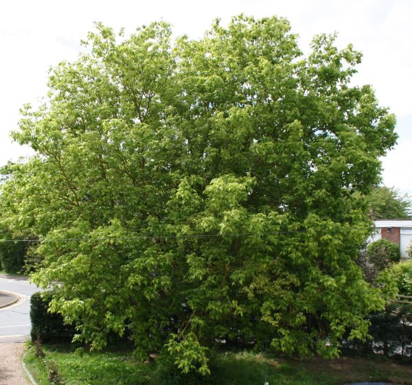 Acer negundo