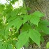 Acer negundo-hoja