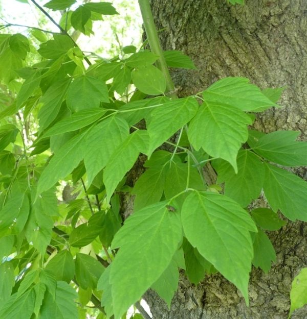 Acer negundo-hoja