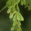 Acer negundo