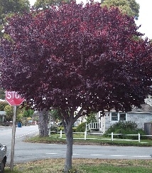 Prunus cerasifera Pissardii