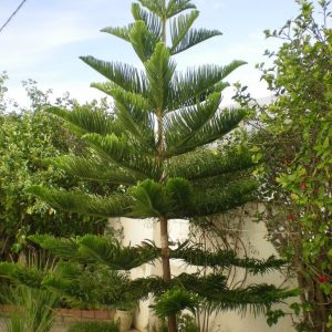 Araucaria heterophylla