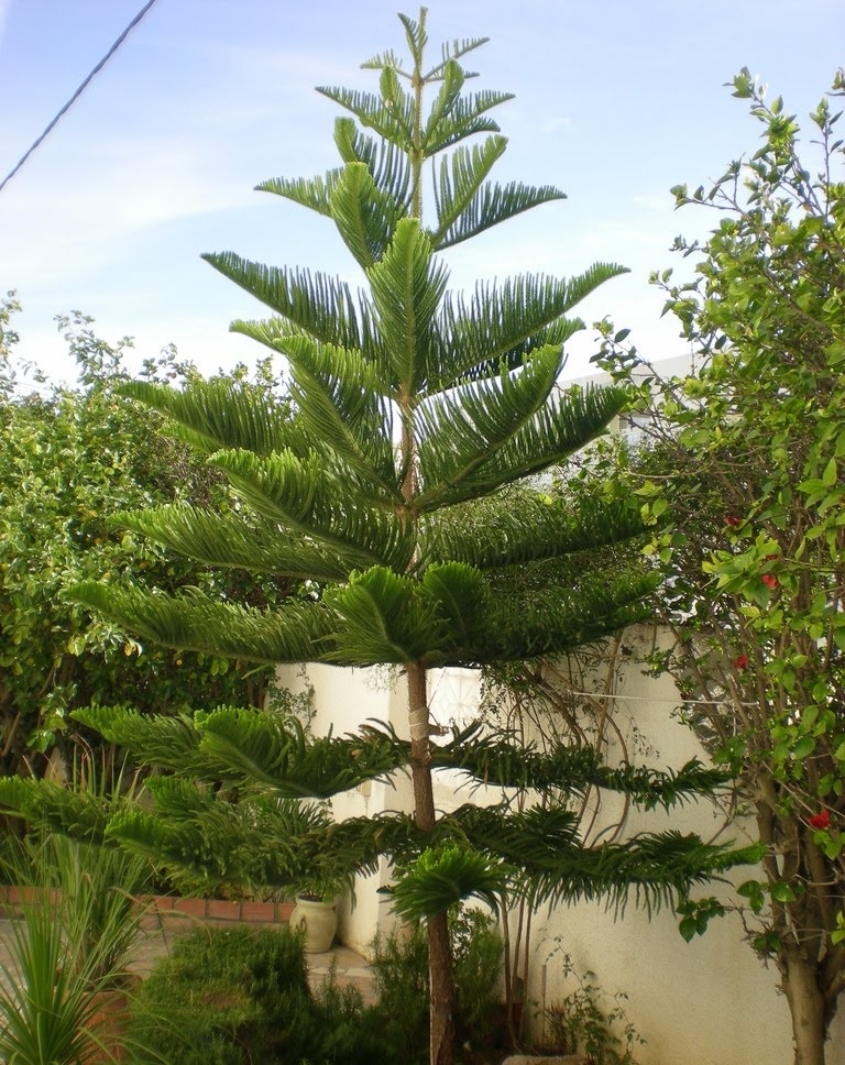 Araucaria heterophylla