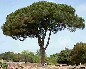 Pinus pinea
