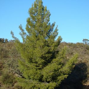 Pinus pinea