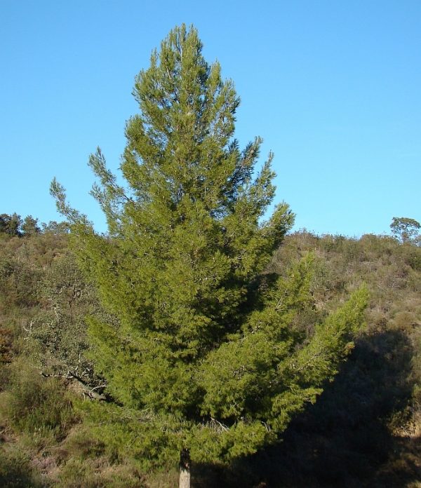 Pinus pinea